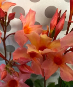 Orange Mandevilla Vine Live Plant - Tropical Brazilian Jasmine - 5-9 Inch Tall - Image 1