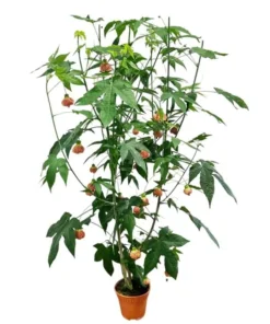 Orange Tiger Abutilon Live Plant – Red & Orange Flowering Maple – 5-8 Inch Starter - Image 2