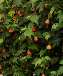 Orange Tiger Abutilon Live Plant – Red & Orange Flowering Maple – 5-8 Inch Starter - Image 3