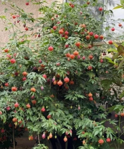 Orange Tiger Abutilon Live Plant – Red & Orange Flowering Maple – 5-8 Inch Starter - Image 5