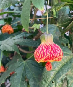 Orange Tiger Abutilon Live Plant – Red & Orange Flowering Maple – 5-8 Inch Starter - Image 6