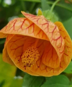 Orange Tiger Abutilon Live Plant – Red & Orange Flowering Maple – 5-8 Inch Starter - Image 7