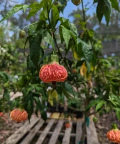 Orange Tiger Abutilon Live Plant – Red & Orange Flowering Maple – 5-8 Inch Starter - Image 8