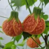 Orange Tiger Abutilon Live Plant – Red & Orange Flowering Maple – 5-8 Inch Starter - Image 1