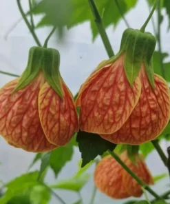 Orange Tiger Abutilon Live Plant – Red & Orange Flowering Maple – 5-8 Inch Starter - Image 1