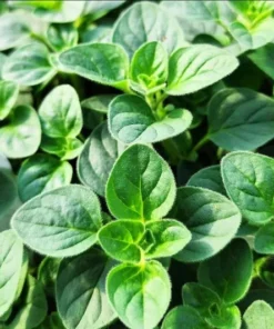 Oregano Hot and Spicy Live Plant Plug - Culinary Herb Starter, 1-3 Inch Tall - Image 2