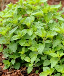 Oregano Hot and Spicy Live Plant Plug - Culinary Herb Starter, 1-3 Inch Tall - Image 3