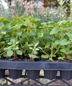 Oregano Hot and Spicy Live Plant Plug - Culinary Herb Starter, 1-3 Inch Tall - Image 4