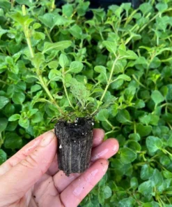 Oregano Hot and Spicy Live Plant Plug - Culinary Herb Starter, 1-3 Inch Tall - Image 5