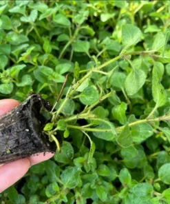 Oregano Hot and Spicy Live Plant Plug - Culinary Herb Starter, 1-3 Inch Tall - Image 7