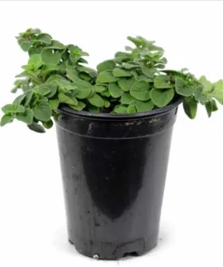 Oregano Hot and Spicy Live Plant Plug - Culinary Herb Starter, 1-3 Inch Tall - Image 1