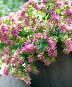 Oregano Kent Beauty Live Plant Plug - Ornamental Cascade Herb, 1-3