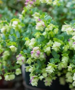 Oregano Kent Beauty Live Plant Plug - Ornamental Cascade Herb, 1-3