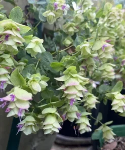 Oregano Kent Beauty Live Plant Plug - Ornamental Cascade Herb, 1-3