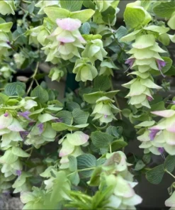 Oregano Kent Beauty Live Plant Plug - Ornamental Cascade Herb, 1-3