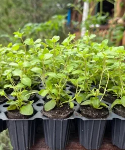 Oregano Kent Beauty Live Plant Plug - Ornamental Cascade Herb, 1-3