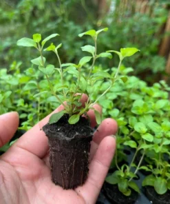 Oregano Kent Beauty Live Plant Plug - Ornamental Cascade Herb, 1-3