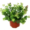 Oregano Kent Beauty Live Plant Plug - Ornamental Cascade Herb, 1-3" Tall - Image 1