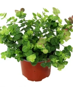 Oregano Kent Beauty Live Plant Plug - Ornamental Cascade Herb, 1-3" Tall - Image 1