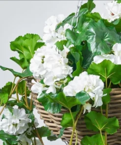 Pack of 2 White Geranium Live Starter Plants – 2-3 Inch Tall White Flower Plant - Image 2