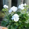 Pack of 2 White Geranium Live Starter Plants – 2-3 Inch Tall White Flower Plant - Image 1