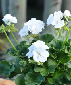 Pack of 2 White Geranium Live Starter Plants – 2-3 Inch Tall White Flower Plant - Image 1