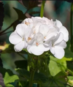 Pack of 2 White Geranium Live Starter Plants – 2-3 Inch Tall White Flower Plant - Image 3