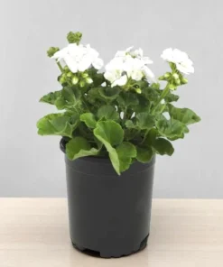 Pack of 2 White Geranium Live Starter Plants – 2-3 Inch Tall White Flower Plant - Image 4