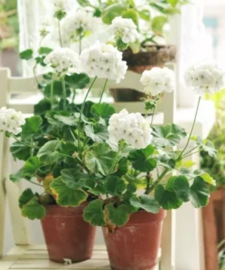 Pack of 2 White Geranium Live Starter Plants – 2-3 Inch Tall White Flower Plant - Image 5