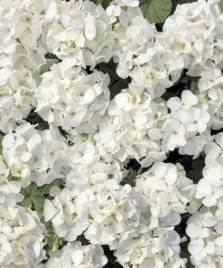 Pack of 2 White Geranium Live Starter Plants – 2-3 Inch Tall White Flower Plant - Image 7