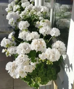 Pack of 2 White Geranium Live Starter Plants – 2-3 Inch Tall White Flower Plant - Image 8