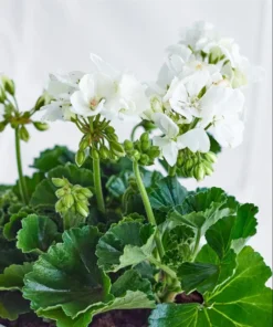 Pack of 2 White Geranium Live Starter Plants – 2-3 Inch Tall White Flower Plant - Image 9