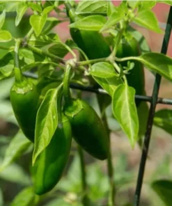 Pack of 3 Jalapeno Live Starter Plants - Green Hot Pepper for Outdoor Garden, 1-3 Inch Tall - Image 2
