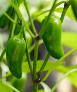Pack of 3 Jalapeno Live Starter Plants - Green Hot Pepper for Outdoor Garden, 1-3 Inch Tall - Image 3