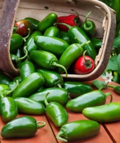 Pack of 3 Jalapeno Live Starter Plants - Green Hot Pepper for Outdoor Garden, 1-3 Inch Tall - Image 4