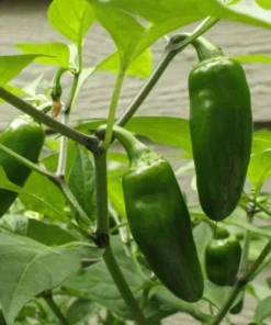Pack of 3 Jalapeno Live Starter Plants - Green Hot Pepper for Outdoor Garden, 1-3 Inch Tall - Image 5