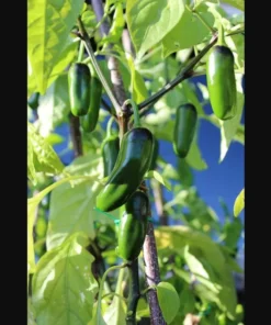 Pack of 3 Jalapeno Live Starter Plants - Green Hot Pepper for Outdoor Garden, 1-3 Inch Tall - Image 6