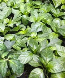 Pack of 3 Jalapeno Live Starter Plants - Green Hot Pepper for Outdoor Garden, 1-3 Inch Tall - Image 7