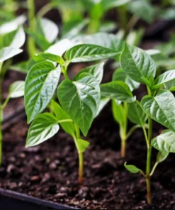 Pack of 3 Jalapeno Live Starter Plants - Green Hot Pepper for Outdoor Garden, 1-3 Inch Tall - Image 9