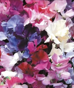 Pansy Viola Sweet Pea Mix Live Starter Plant Plug - 1-3 Inch Tall Flowering - Image 2