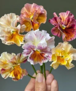 Pansy Viola Sweet Pea Mix Live Starter Plant Plug - 1-3 Inch Tall Flowering - Image 3