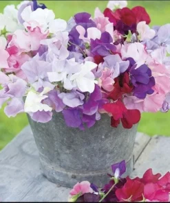 Pansy Viola Sweet Pea Mix Live Starter Plant Plug - 1-3 Inch Tall Flowering - Image 5