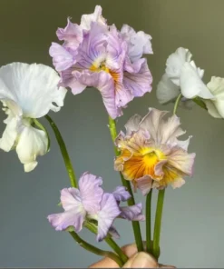 Pansy Viola Sweet Pea Mix Live Starter Plant Plug - 1-3 Inch Tall Flowering - Image 7