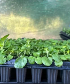 Pansy Viola Sweet Pea Mix Live Starter Plant Plug - 1-3 Inch Tall Flowering - Image 8