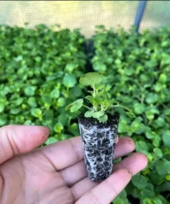 Pansy Viola Sweet Pea Mix Live Starter Plant Plug - 1-3 Inch Tall Flowering - Image 9