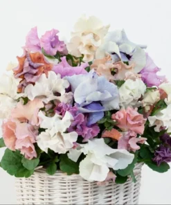 Pansy Viola Sweet Pea Mix Live Starter Plant Plug - 1-3 Inch Tall Flowering - Image 1