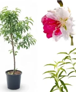 Peppermint Flowering Peach Tree Live Plant, Pink White Flowers, 3-4 Feet Tall, 3 Gallon Pot, Outdoor - Image 4