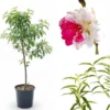 Peppermint Flowering Peach Tree Live Plant, Pink White Flowers, 3-4 Feet Tall, 3 Gallon Pot, Outdoor - Image 1