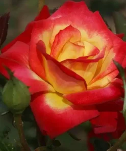 Perfect Moment Hybrid Tea Rose Live Plant - Bicolor Yellow Red Flowers, 5-9 inch Starter - Image 2