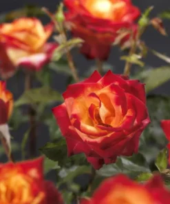 Perfect Moment Hybrid Tea Rose Live Plant - Bicolor Yellow Red Flowers, 5-9 inch Starter - Image 1